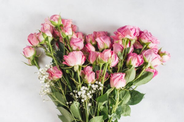 Tulip Bulbs - Image 2