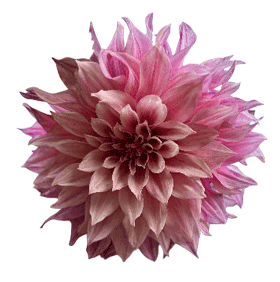 dahlia