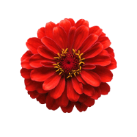 f61004b9-c04b-4d54-9f02-53f0d2709cd8-Picsart-BackgroundRemover(1)