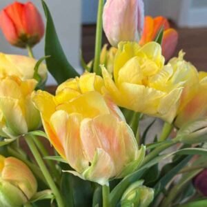 Tulip Bulbs