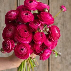 Ranunculus - Elegance - Hot Pink