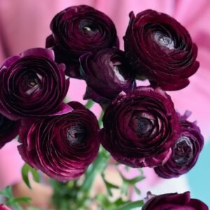 Ranunculus - Elegance  - Viola