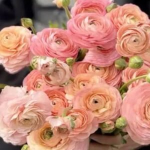 Ranunculus - Elegance - Salmone