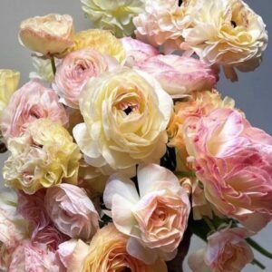 Ranunculus - Elegance - Bianco Sfumato