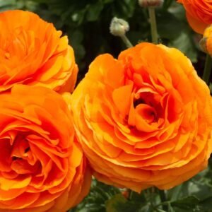 Ranunculus - Elegance - Clementine