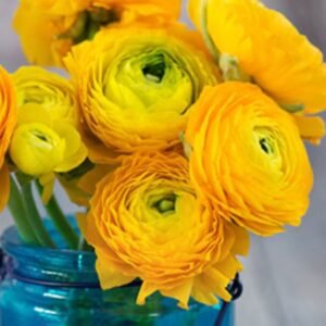 Ranunculus - Tecolote - Yellow