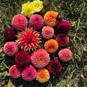 Dahlia Tubers