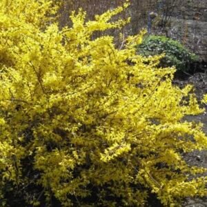 Bare Roots and Plugs