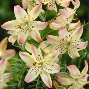 Asiatic Lily - Corsage