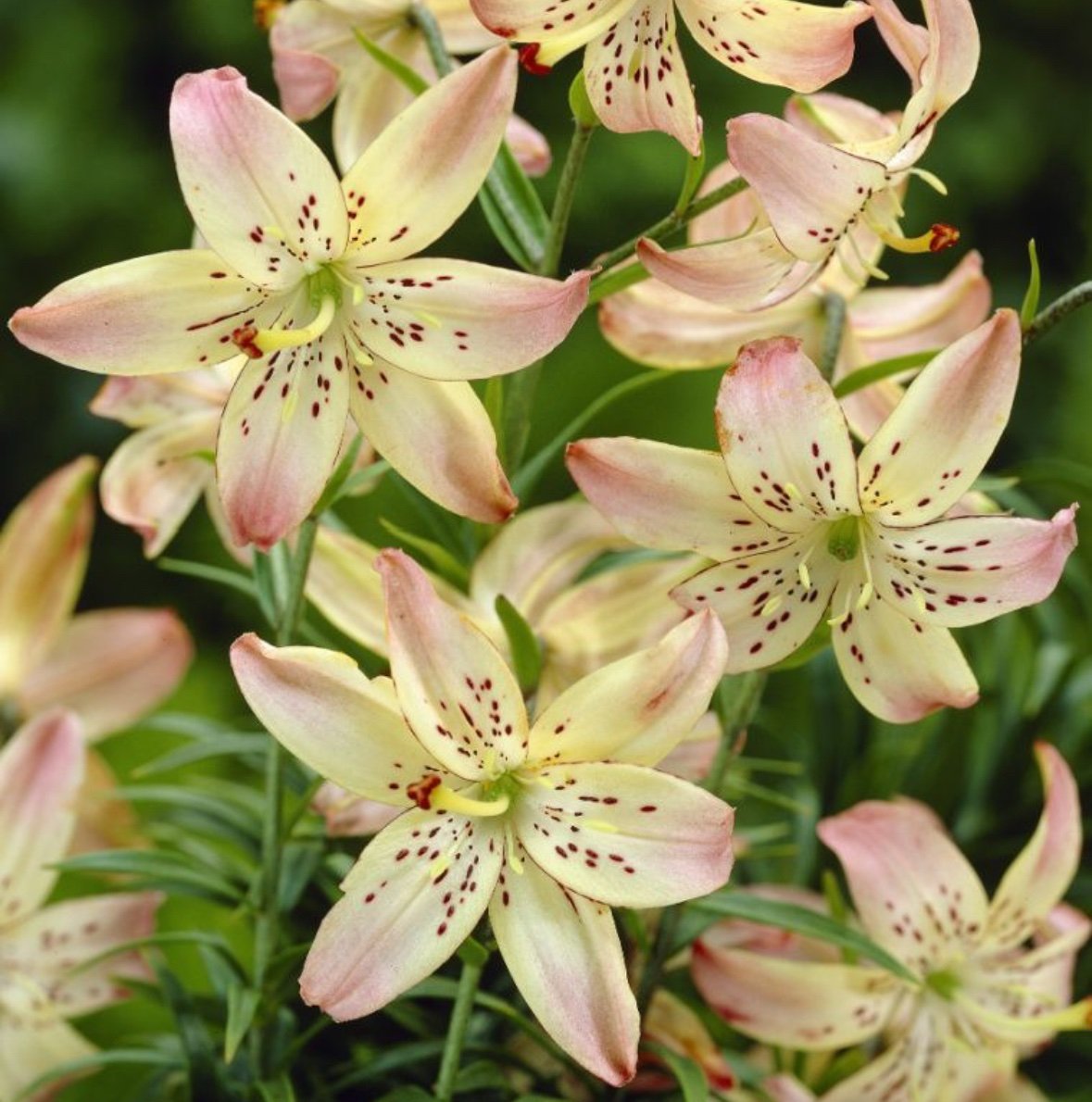 Asiatic Lily - Corsage