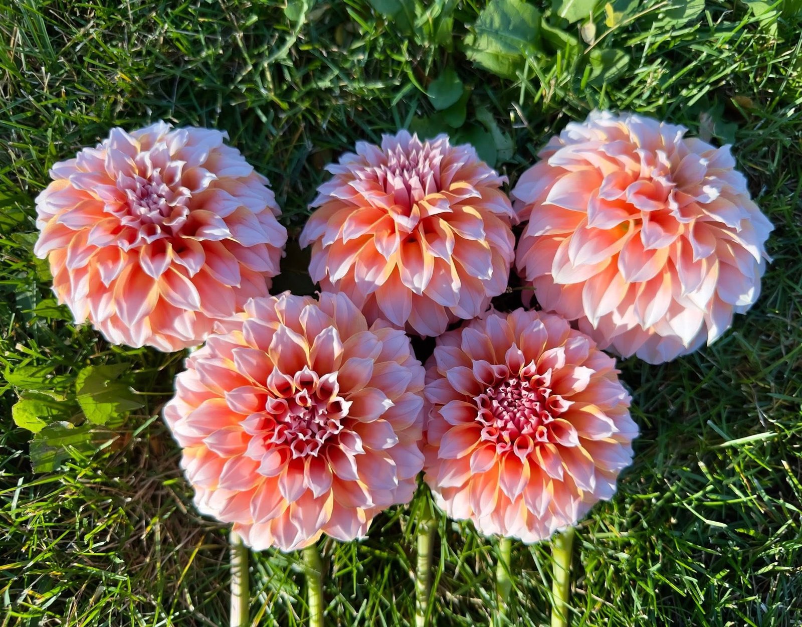 Peaches and Cream - Image 5