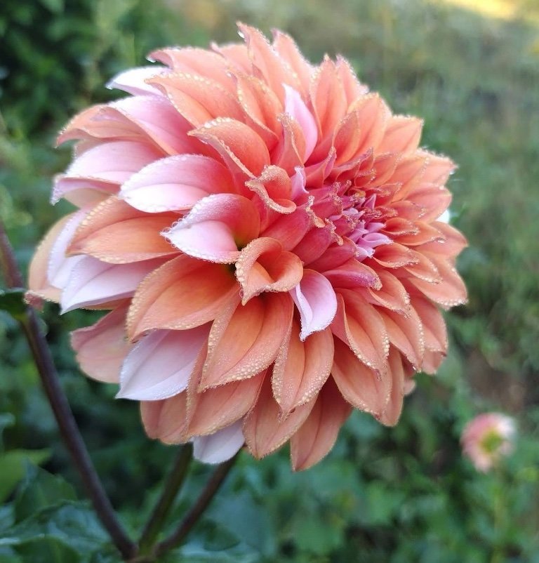 Peaches and Cream - Image 3