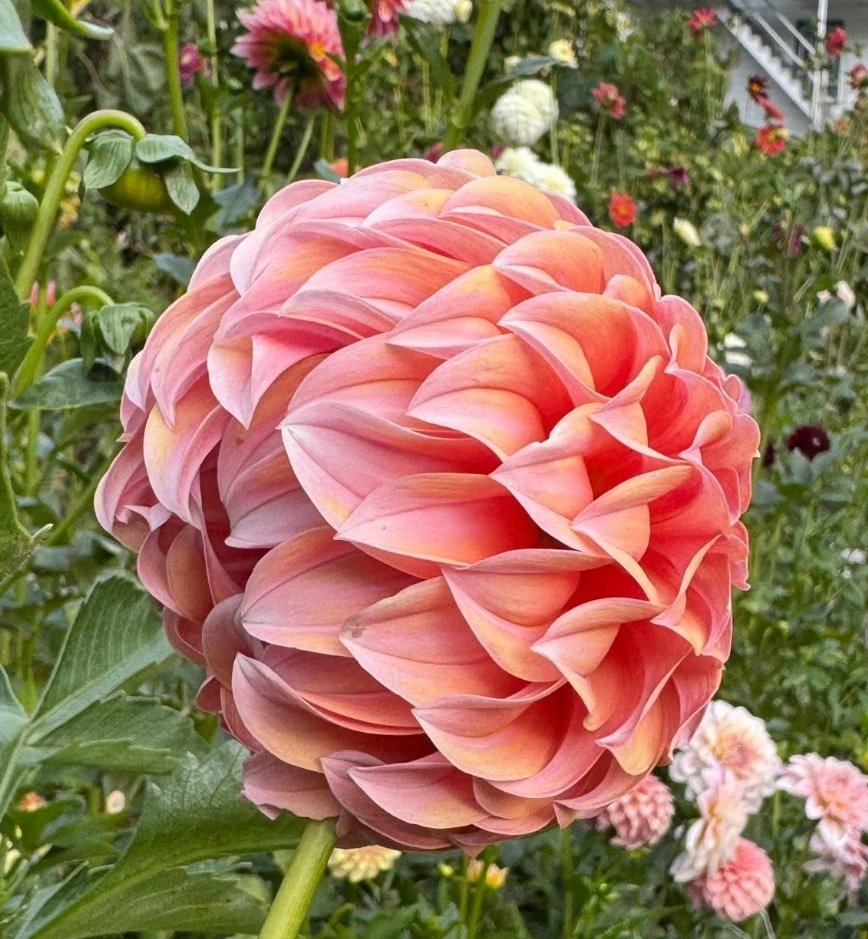 Peaches and Cream - Image 2