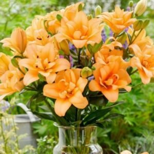 Asiatic Lily - Charming Beauty