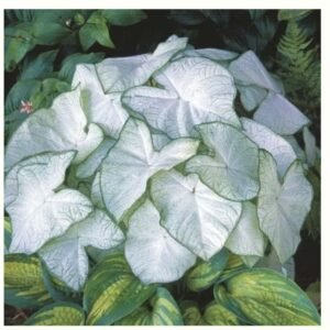 Caladium - Moonlight