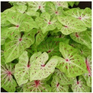 Caladium Miss Muffet - Dwarf