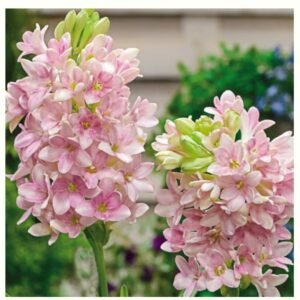 Miscellaneous Bulbs, Roots and Tubers