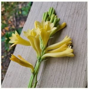 Tuberosa - Super Gold