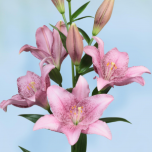 LA Hybrid - Sweet Sugar