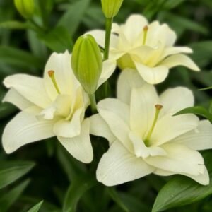 LA Hybrid - Belvedere