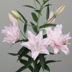 Oriental Lily - Amistad