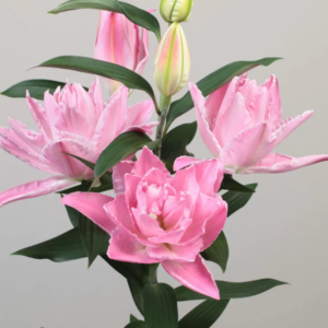 Oriental Lily - Double Diamond