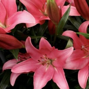 LA Hybrid - Indian Summerset