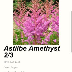 Astilbe - Amethyst