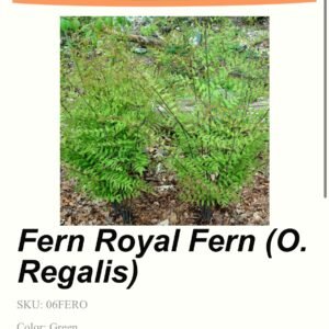 Fern - Royal