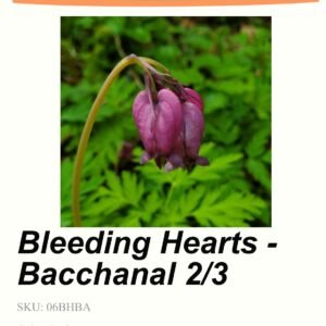 Bleeding Heart - “Bacchanal”