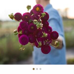 Dahlia - Rocco