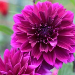 Dahlia - Thomas Edison