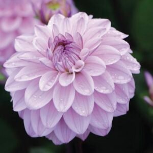 Dahlia - Sweet Surprise