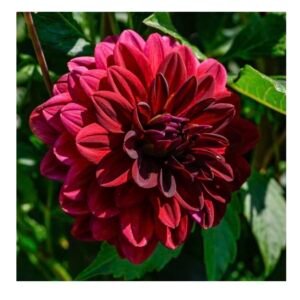 Dahlia - Arabian Night