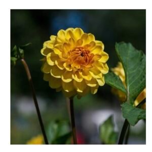 Dahlia - Golden Scepter