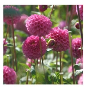 Dahlia - Jan Van Schaefflaar