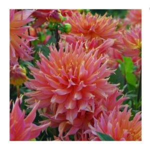 Dahlia - Omega